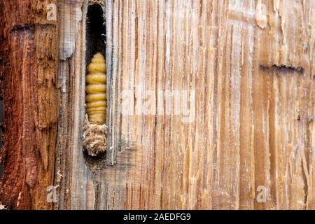 Insect damage in oak tree wood, close up. Close up of fallen oak tree, cut with chainsaw, exposes tunnels created in the wood by a larva Stock Photo