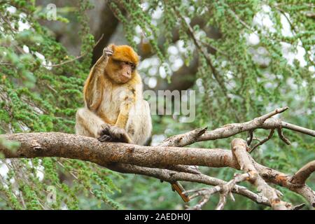 Barbary macaque - Macaca sylvanus also Barbary ape or magot, found in the Atlas Mountains of Algeria and Morocco along with a small population of unce Stock Photo