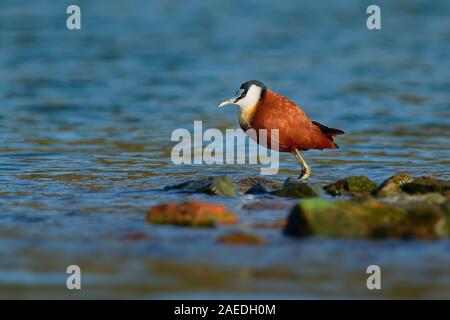 African Jacana - Actophilornis africanus  is a wader in the family Jacanidae, identifiable by long toes and long claws that enable them to walk on flo Stock Photo