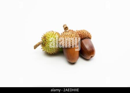 Close up shot two dry and one green acorns on a white background. Stock Photo