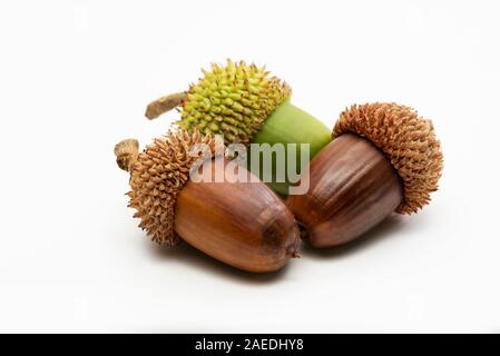 Close up shot two dry and one green acorns on a white background. Stock Photo