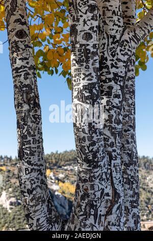 Tree graffiti, Aspen trees covered with graffiti, Mt. Lemmon, Tucson, Arizona Stock Photo