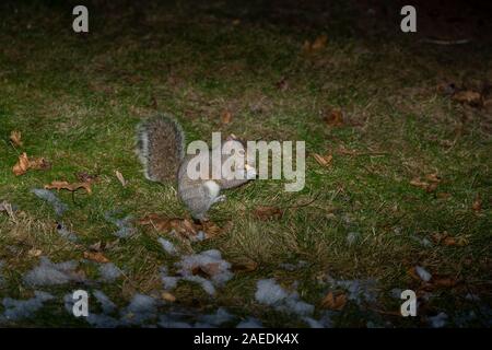 Eastern gray squirrel  near the feeder with nuts, known as the grey squirrel.  Eastern gray squirrel is native animal  to eastern north america Stock Photo