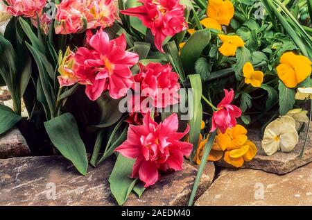 Tulipa Carlton a Division 2 Double Early Tulip growing together with some small yellow pansies. Flowering in early to mid spring. Stock Photo