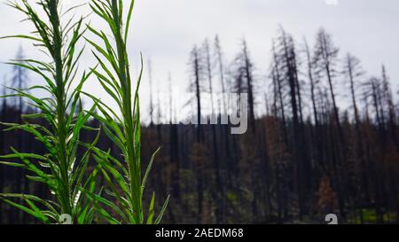 Forest regeneration with burnt trees after the Donnell Fire, one year later. Darndanelle, Stanislaus National Forest on Highway 108, California. Stock Photo