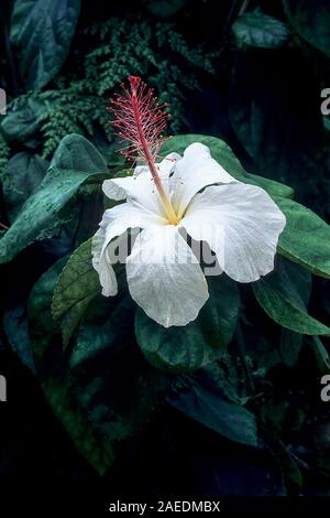 Hibiscus waimeae is a large shrub or small tree and is evergreen. It produces solitary white flowers in late spring to late summer and is frost tender Stock Photo