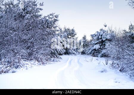 Deep snow with tire tracks leading into a forest in Wisconsin Stock Photo