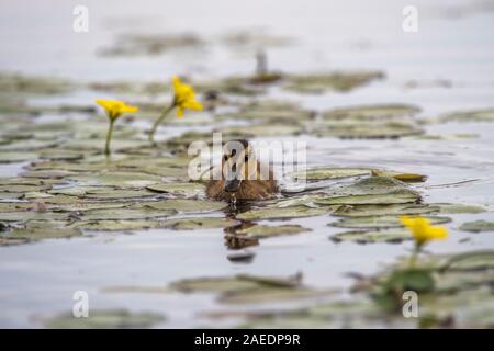 Gadwall (Anas strepera), young chick swimming in pond, in amongst yellow floating heart (Mymphoides peltataHortobágy, Hortobágy National Park, Hungary Stock Photo