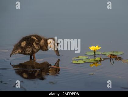 Gadwall (Anas strepera), young chick standing in pond, in amongst yellow floating heart (Mymphoides peltataHortobágy, Hortobágy National Park, Hungary Stock Photo