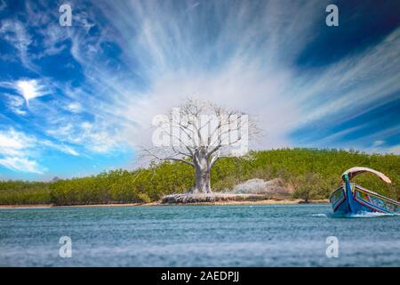 A white baobab stands near the water in Saloum Bird Sanctuary, Senegal. Colorful wooden boat goes by sea in Africa. Mangroves grow around. It is a Stock Photo