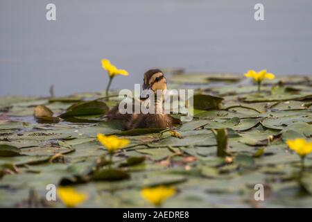 Gadwall (Anas strepera), young chick swimming in pond, in amongst yellow floating heart (Mymphoides peltataHortobágy, Hortobágy National Park, Hungary Stock Photo