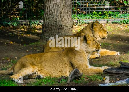Female Asiatic lion couple laying together on the ground, Wild tropical cats Stock Photo