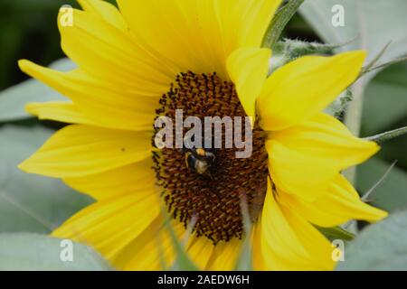 Yellow and black bumble bee in the middle of a large sunflower (helianthus). Sitting on the brown seeds in the heart, surrounded by bright yellow peta Stock Photo