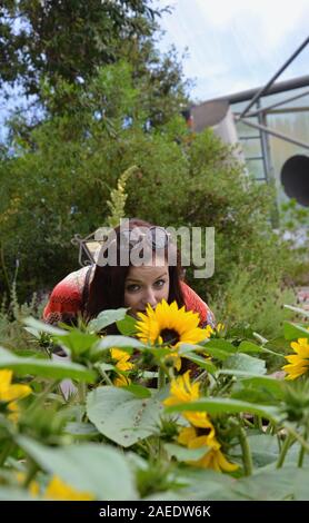 Brunette, long haired young lady with sunglasses on her head, bending over and smelling a sunflower, while looking up at camera. Other sunflowers (hel Stock Photo