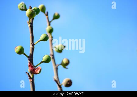 Fig fruits on a the branch of a fig tree burst open against clear blue sky. Stock Photo