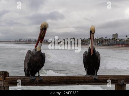 Two Pacific brown pelicans at the Oceanside pier on a rainy winter day in Southern California Stock Photo