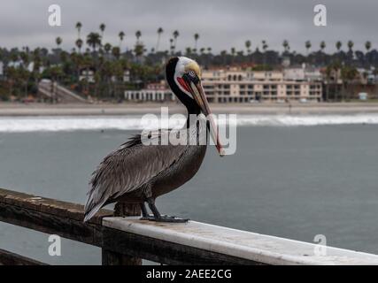 Closeup of an adult Pacific brown pelican in Oceanside, Southern California Stock Photo