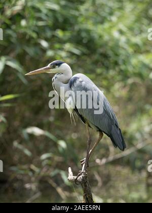 Gray heron posing on a branch, vertical image with foliage as a background Stock Photo