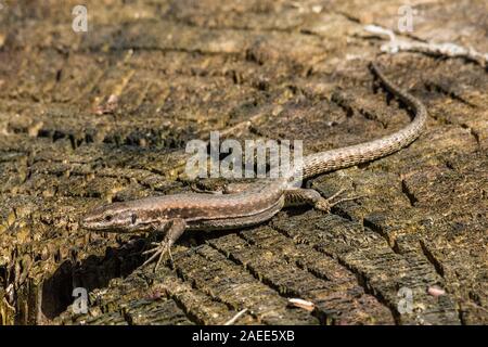 Lizard with long tail posing on a tree trunk, horizontal image Stock Photo