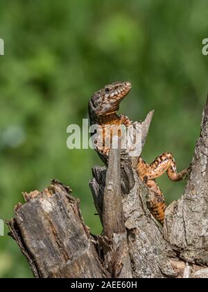 Red lizard posing on a tree trunk, vertical image with green background Stock Photo