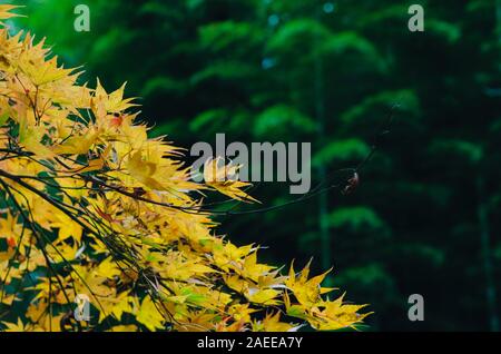 Focus and blurred colorful maple leaves tree on bamboo forest background in Autumn of Japan. Stock Photo