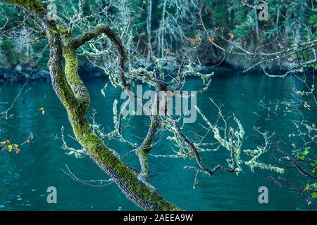 A view of a tree limb covered with moss and lichen hanging above a dark green body of water, Ruckle Provincial Park, Salt Spring Island, British Colum Stock Photo