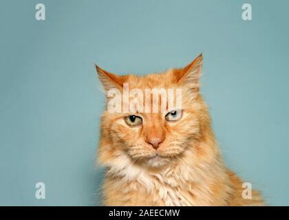 Close up portrait of a long haired orange tabby cat with skeptical expression. Dark mint green background. Stock Photo