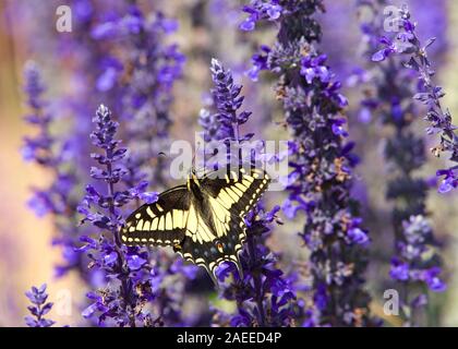 Close up eastern tiger swallowtail butterfly drinking nectar from purple flowers. Stock Photo