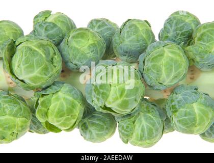 Close up on organic brussel sprouts still on the stalk isolated on white. Stock Photo