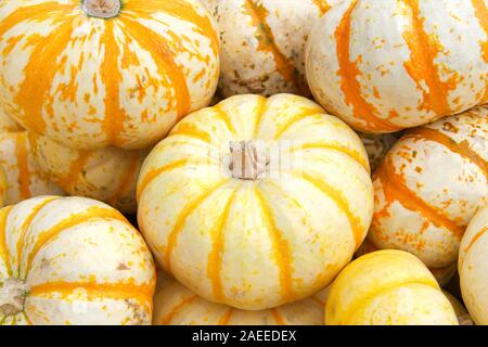 Close up on pile of Hooligan Pumpkins freshly picked from the field. Hooligan Pumpkins are a small bicolored hybrid with orange and white mottled colo Stock Photo