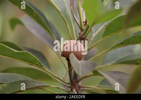 sapodilla green leaves and sapodilla alone fruit.sapodilla fruits Stock Photo