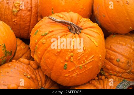 Close up on pile of warty pumpkins freshly picked from the field. The warty pumpkins are also called Knuckle Heads. Stock Photo