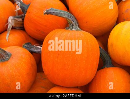 Close up on pile of small orange pumpkins, or bumkins,  freshly picked from the field. Stock Photo