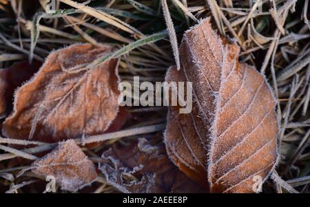 Dry brown leaves lie on frosty ground in late autumn and are frost-covered Stock Photo
