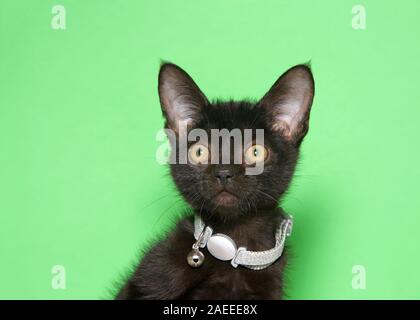 Portrait of an adorable tiny black  kitten wearing a bright sparkling silver collar, too large for his neck, with a bell on it, looking directly at vi Stock Photo