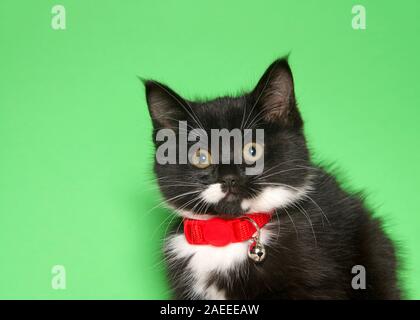 Portrait of an adorable tiny black and white tabby kitten wearing a bright red collar with bell looking directly at viewer. Green background with copy Stock Photo