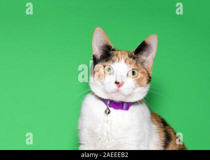 Portrait of an adorable tiny calico kitten wearing a bright purple collar with bell looking directly at viewer. Green background with copy space. Stock Photo
