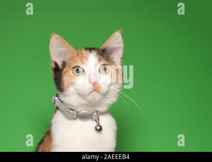 Portrait of an adorable tiny calico kitten wearing a sparkling silver collar with bell looking to viewers right. Green background with copy space. Stock Photo