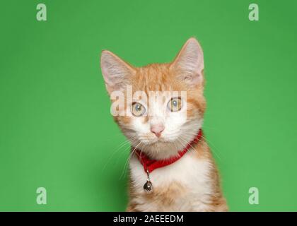 Portrait of an adorable tiny orange and white tabby kitten wearing a bright red collar with bell looking directly at viewer. Green background with cop Stock Photo