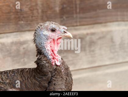 Profile close up of one turkey hen, old and tattered, in front of an old wood barn wall with copy space Stock Photo
