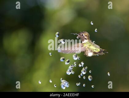 Anna's hummingbird playing in water fountain taking a bath, water shooting straight up with trees in background. Stock Photo