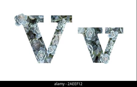 Letter V latin alphabet lowercase and uppercase isolated on white. Letter gray silver patterned plant succulent isolate Stock Photo