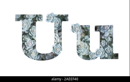 U lowercase and uppercase letter isolated on a white background. English alphabet gray silver decorated with photo plants Succulent Crassula isolate Stock Photo