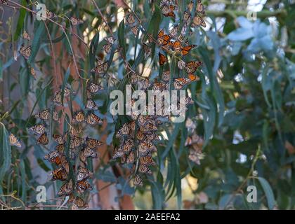 many Monarch Butterflies in a Eucalyptus tree, clustering together to keep warm as the temps drop in evening. It is probably the the most familiar Nor Stock Photo