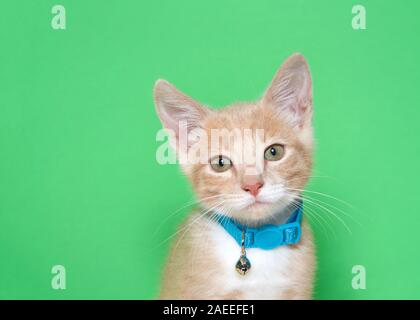 Portrait of an adorable orange and white ginger tabby kitten wearing a teal blue green collar with bell looking to viewers left. Green background with Stock Photo