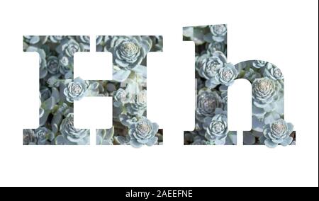 Letter H latin alphabet lowercase and uppercase isolated on white. Letter gray silver patterned plant succulent isolate Stock Photo