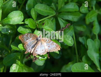 Anartia jatrophae, white peacock. View from above resting on green leaves with tattered wings fully extended.
