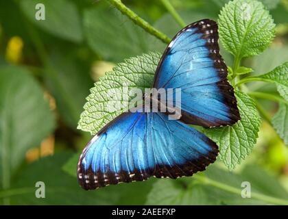 Bne Blue Morpho Butterfly from above, resting on green leaves with wings opened to reveal bright blue. The iridescent lamellae are only present on the Stock Photo