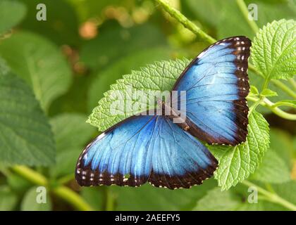 Bne Blue Morpho Butterfly from above, resting on green leaves with wings opened to reveal bright blue. The iridescent lamellae are only present on the Stock Photo
