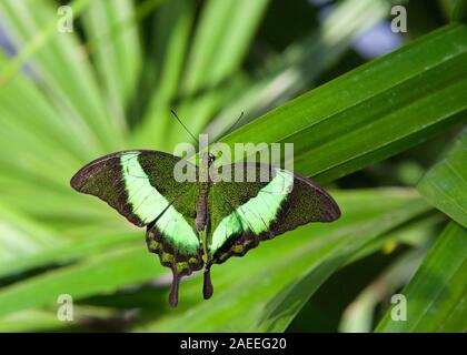 Papilio palinurus, the emerald swallowtail, emerald peacock or green-banded peacock, is a butterfly of the genus Papilio of the family Papilionidae. T Stock Photo